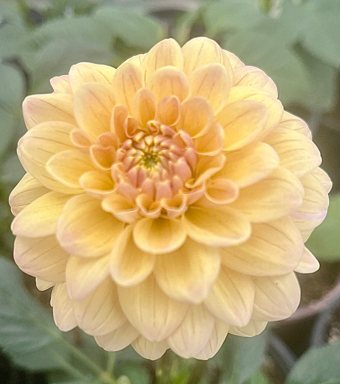 Everbloom Sally 🇦🇺