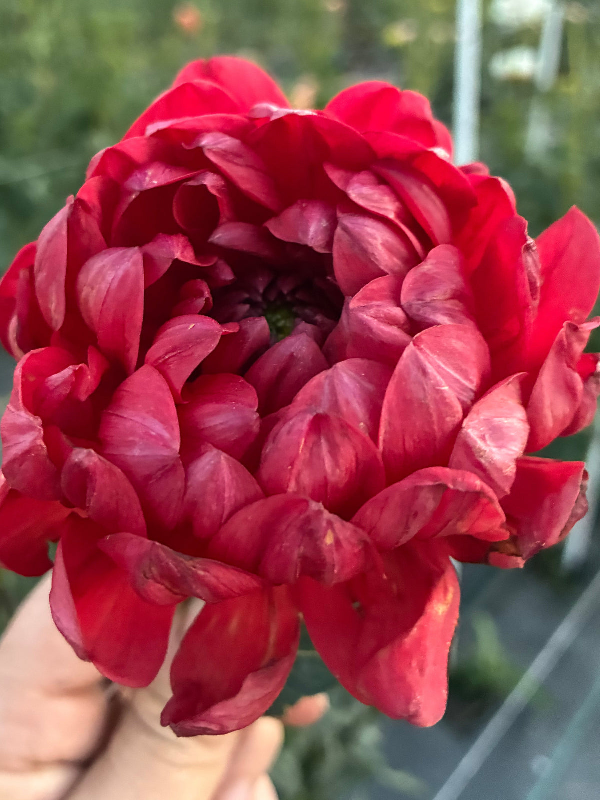Hollyhill Ruby Rose