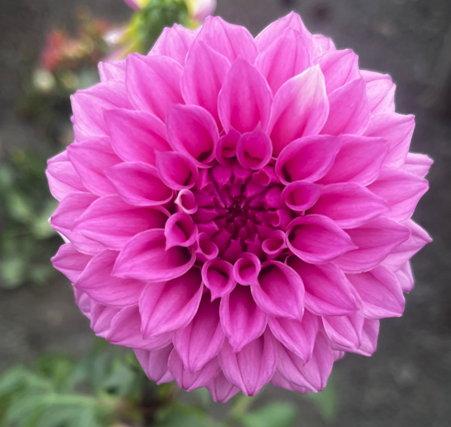 Bells Sweet Serendipity