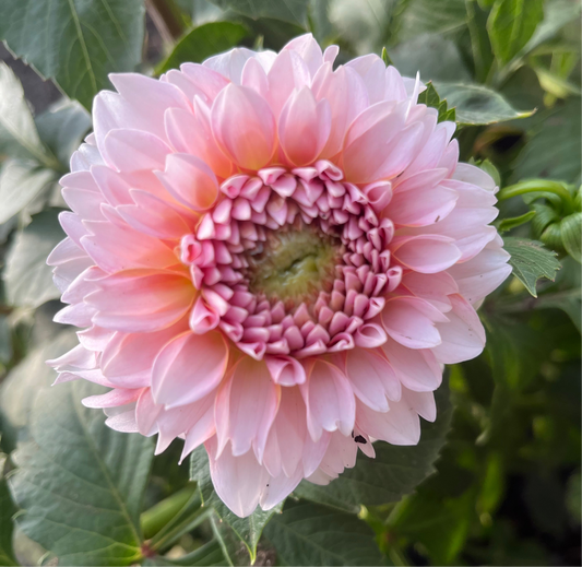 Lee’s Provence