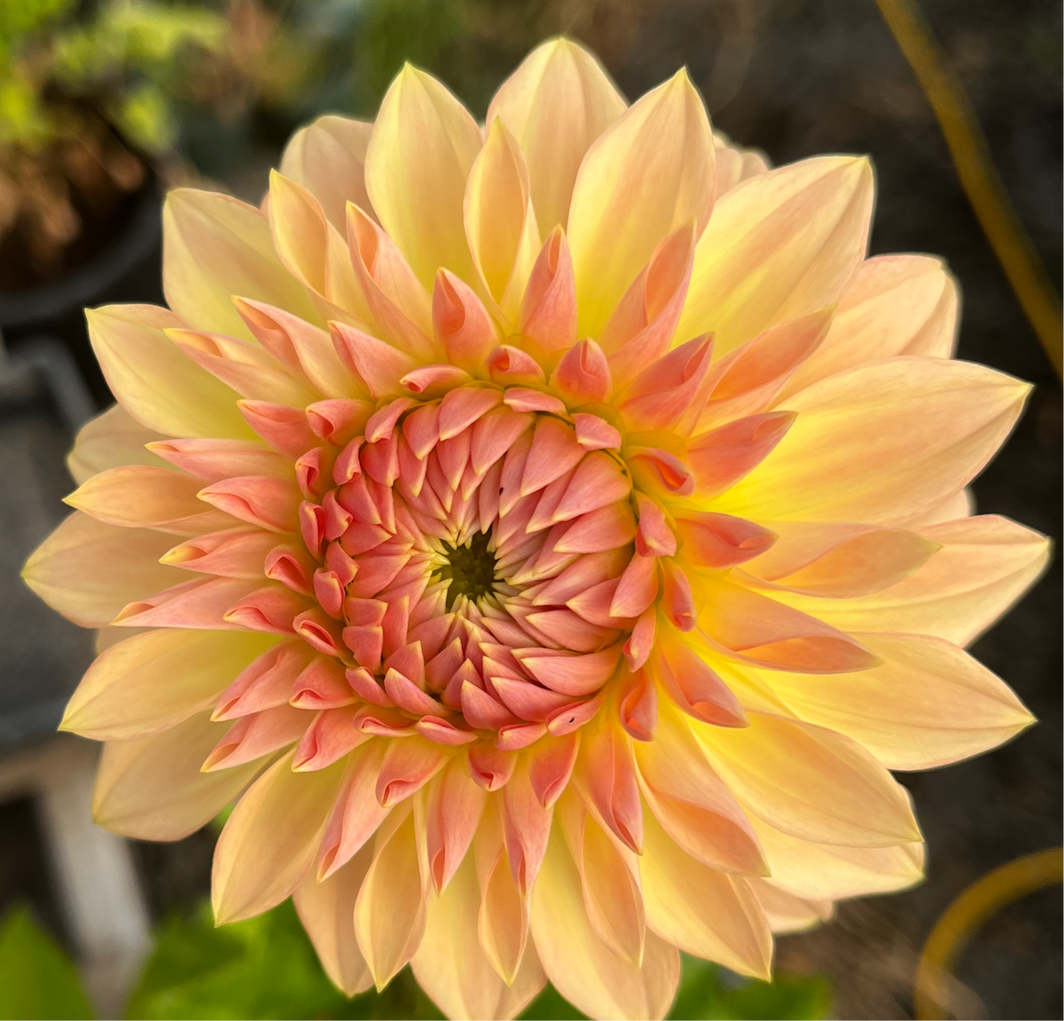 Bloomquist Alan – Belgravia Homestead Dahlias
