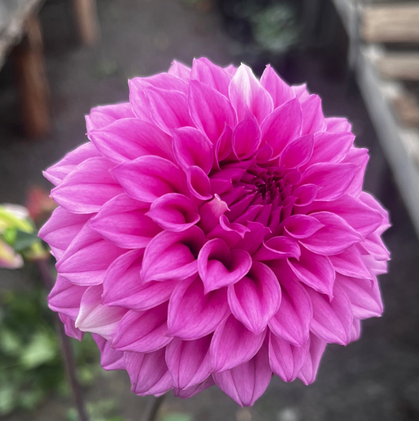 Bells Sweet Serendipity