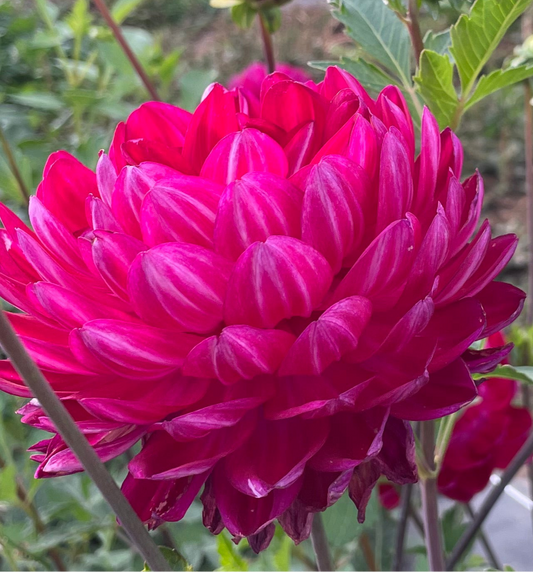 Sandia Bertha