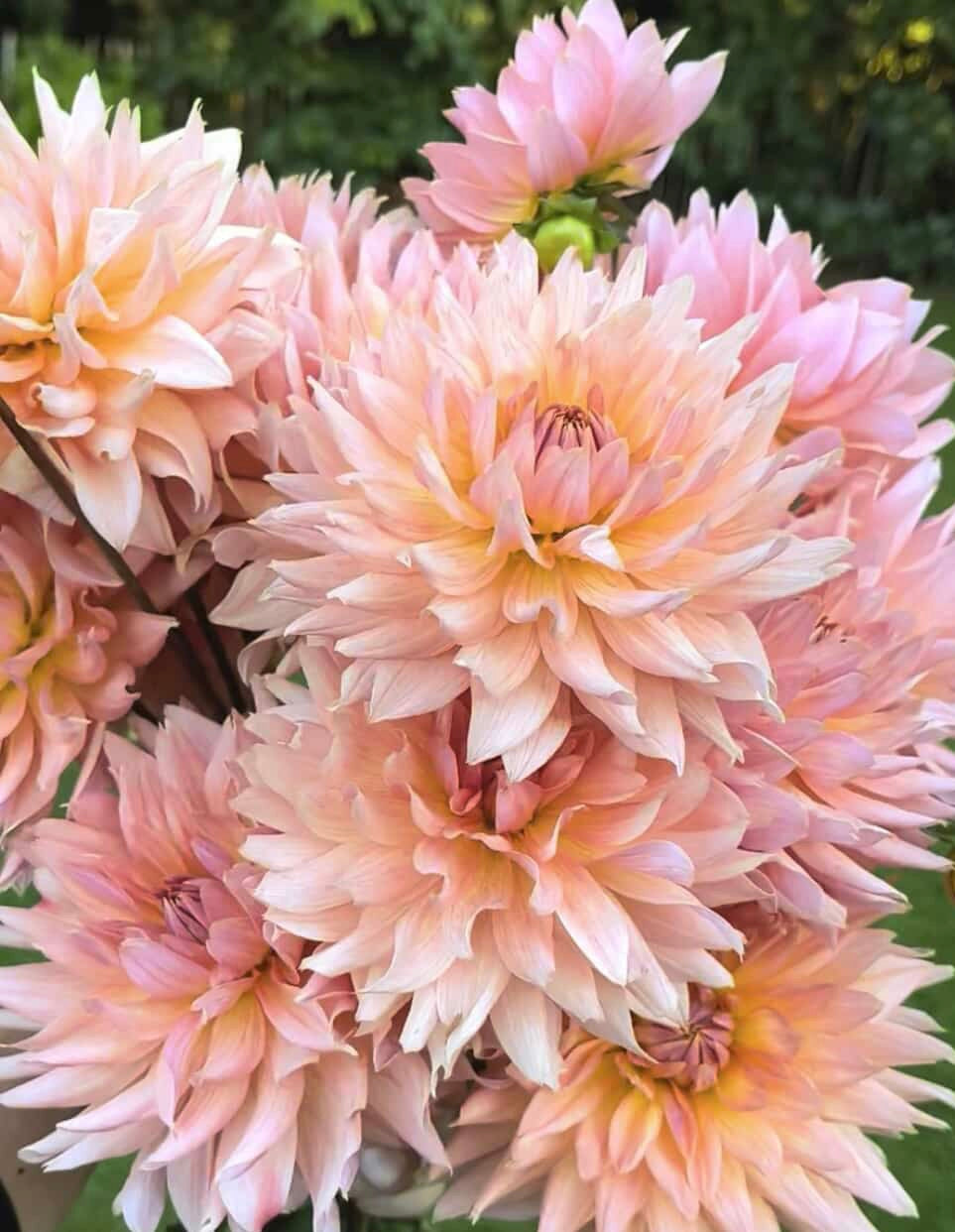 Smashing Pretty Pia limit 1