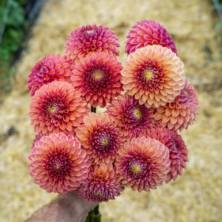 Levi's Collection – Belgravia Homestead Dahlias
