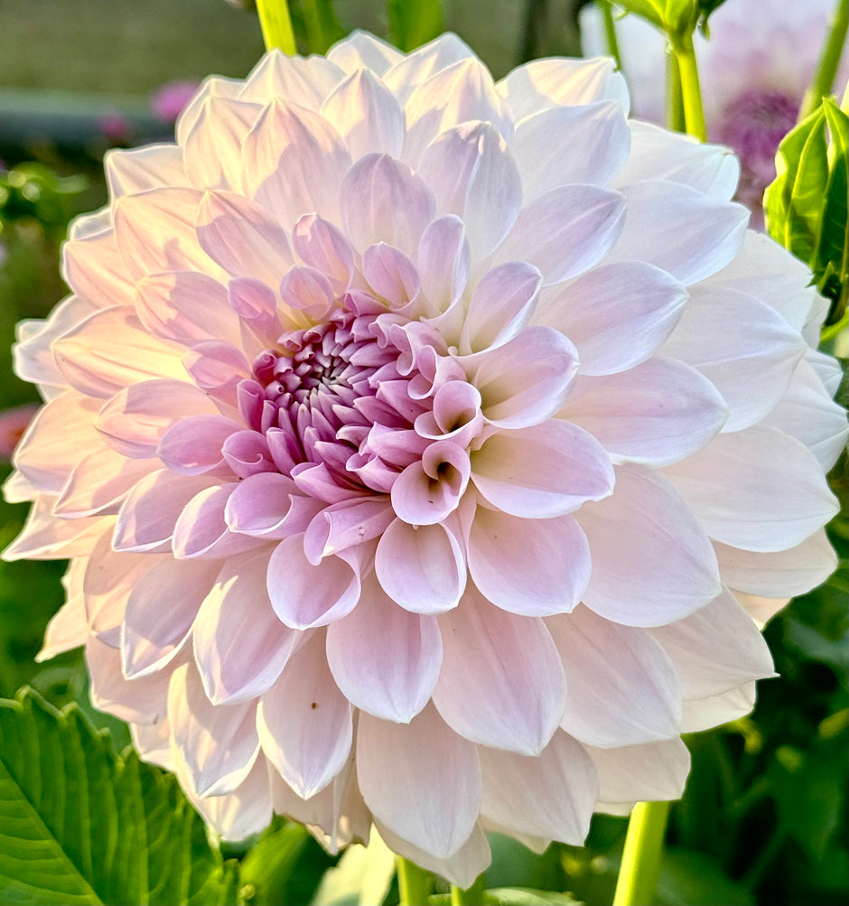 Products Page 7 Belgravia Homestead Dahlias