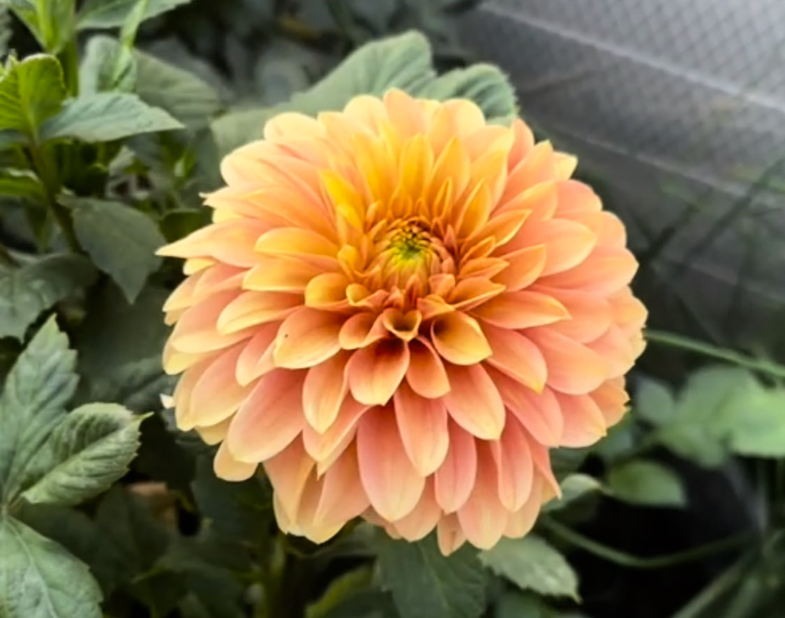 Levi’s Creamsicle 2026 Release