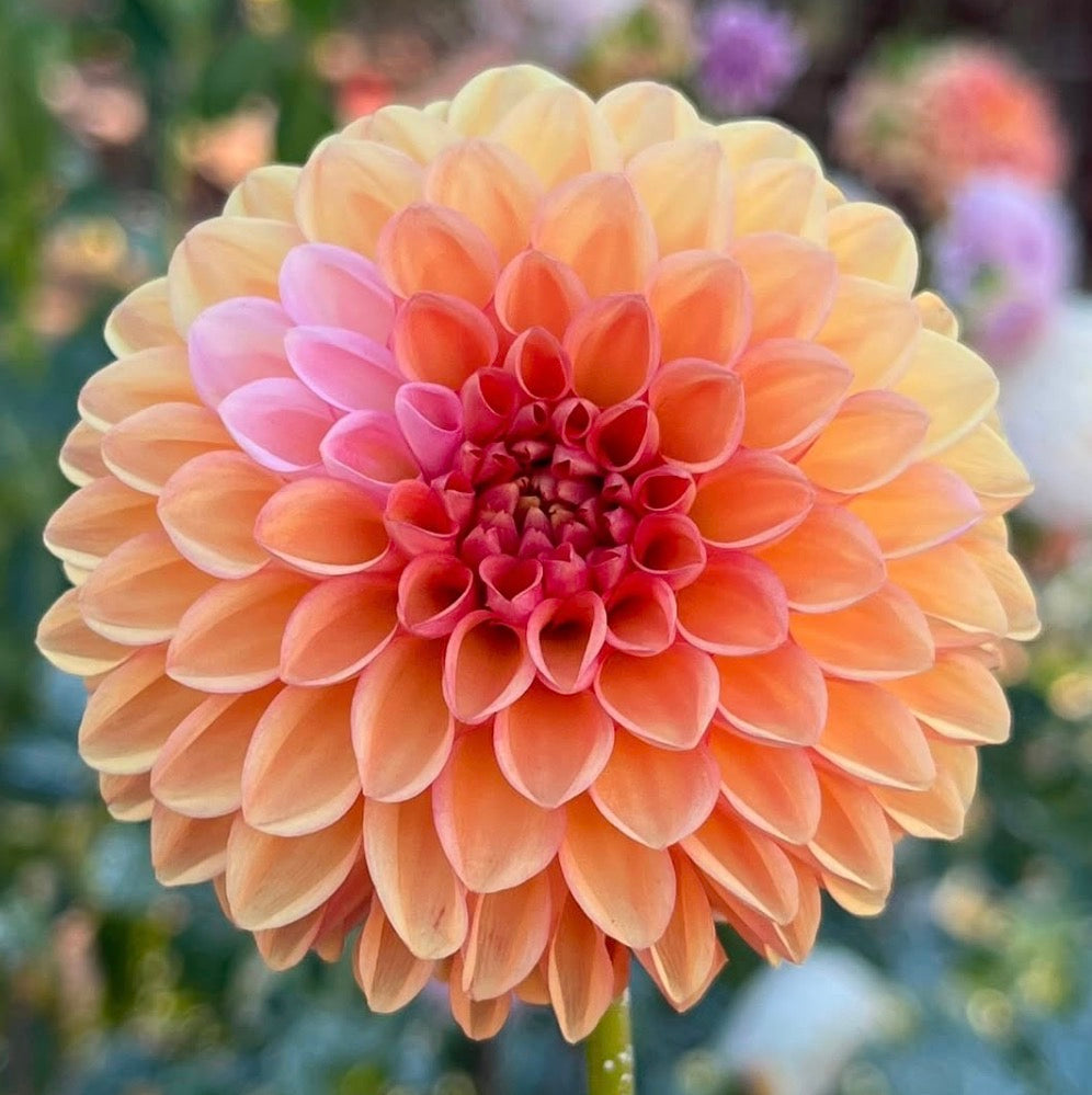 Florelie Angostura 🇦🇺