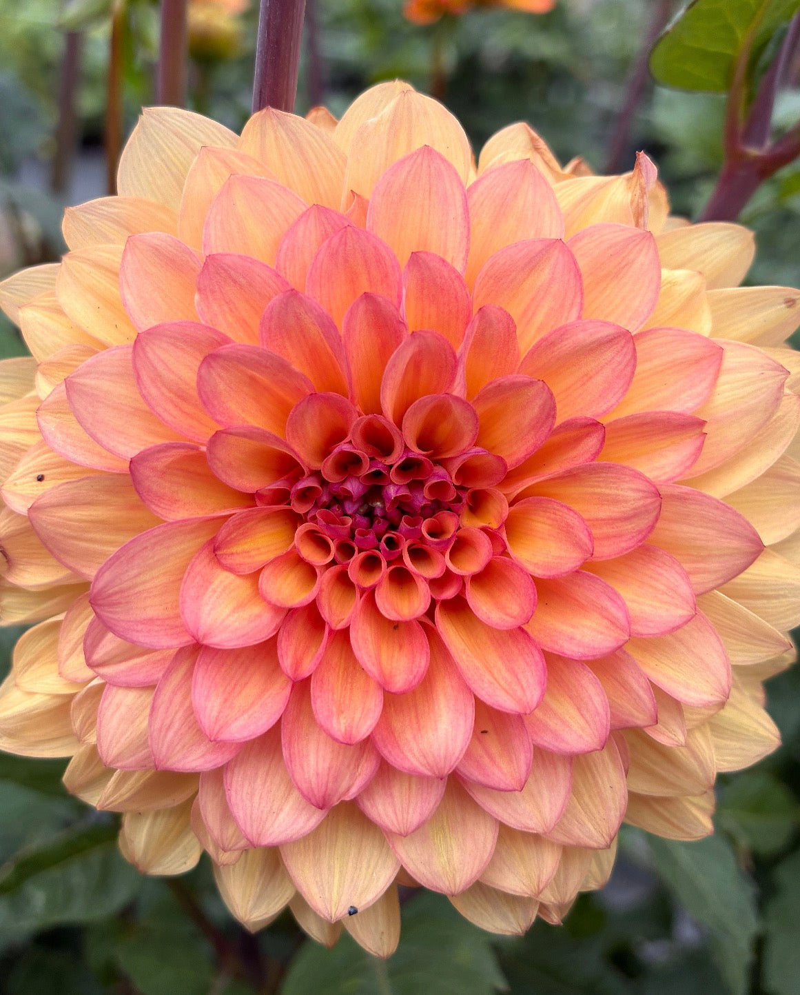 Everbloom Mirabella