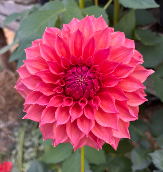 Everbloom Chakra 🇦🇺