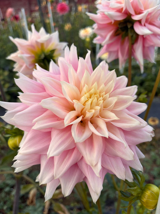 Lee's Rosalynn