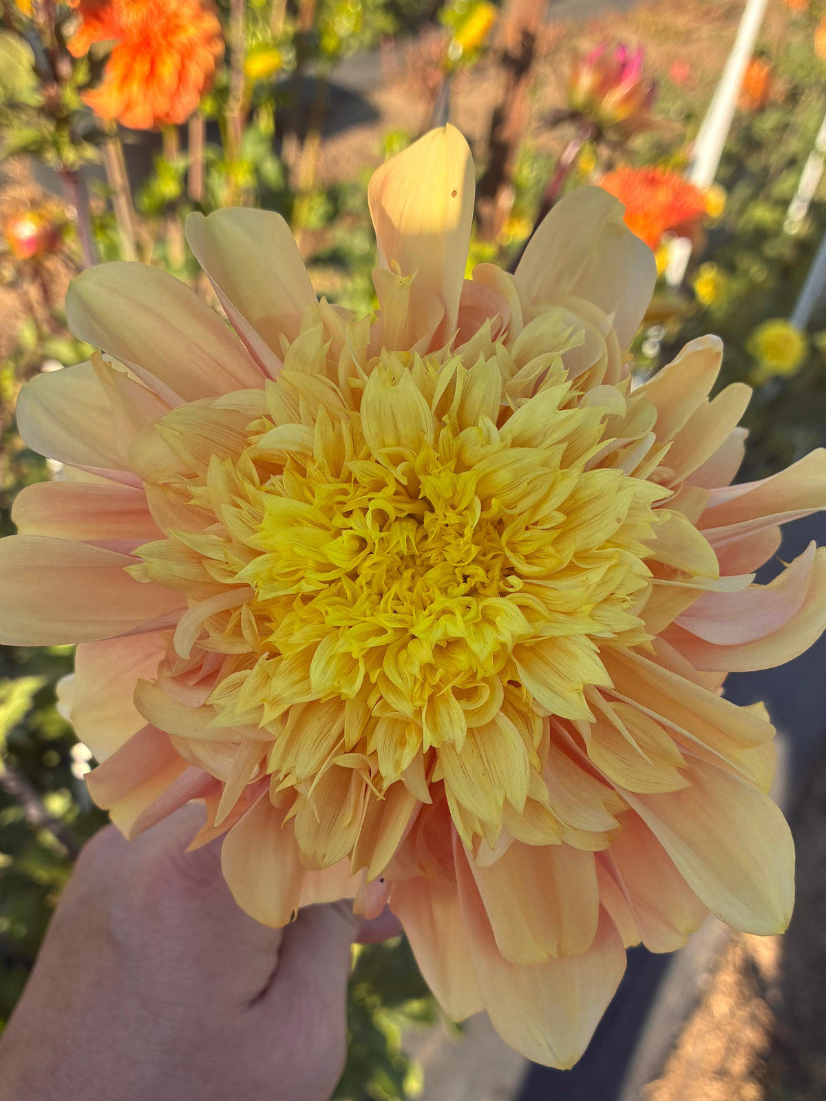 Everbloom Lioness 🇦🇺