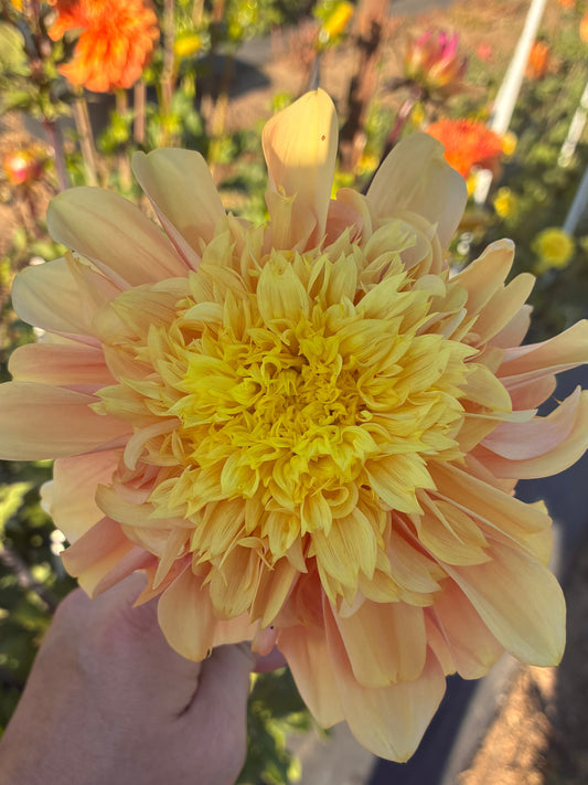Everbloom Lioness 🇦🇺