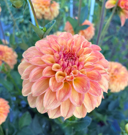 Florelie Mandarin 🇦🇺