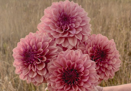 OB Bijou Aurelia
